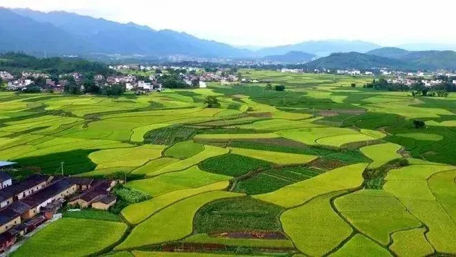 乡村振兴新思路，从田间到城市，激活乡村的N种可能
