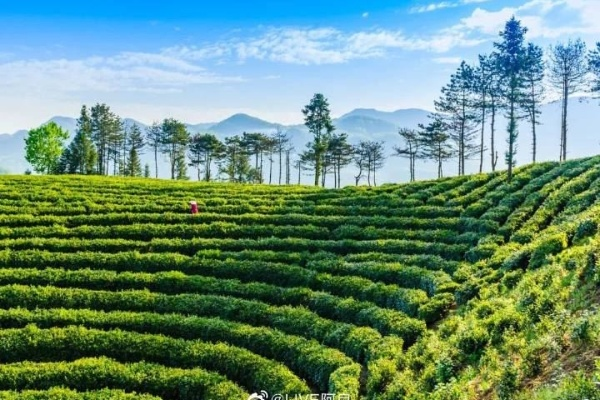 郧西茶叶品牌全解析，从传统到创新，解锁鄂西茶香密码
