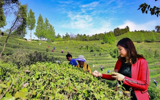 郧西茶叶品牌全解析，从传统到创新，解锁鄂西茶香密码