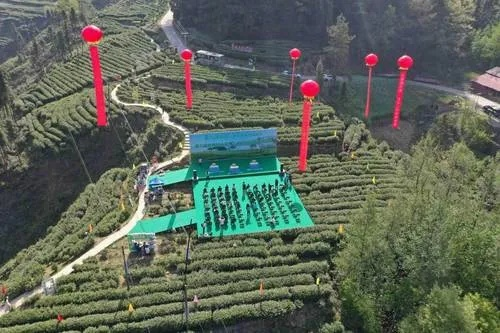 郧西茶叶品牌全解析，从传统到创新，解锁鄂西茶香密码