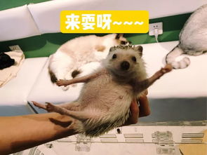 小鸭子送刺猬鸭绒被，温暖背后的品质密码