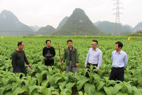 乡村干部如何为老百姓服务，从田间地头到百姓心坎上的实践与思考