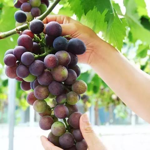 永兴麻辣火锅加盟品牌大盘点
