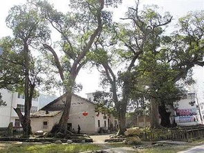 让乡村留住乡愁，如何打造独具特色的乡村风貌