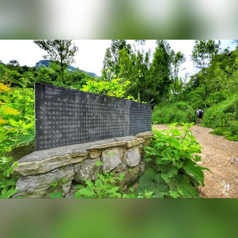 南通茶叶探秘，本地老字号与新兴品牌全攻略