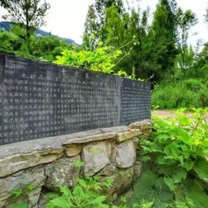南通茶叶探秘，本地老字号与新兴品牌全攻略