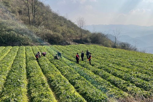 银行发展乡村普惠金融的三大破局之道，让金融活水精准滴灌田间地头