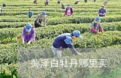 菏泽牡丹茶品牌专卖店电话全攻略，如何找到正宗好茶？