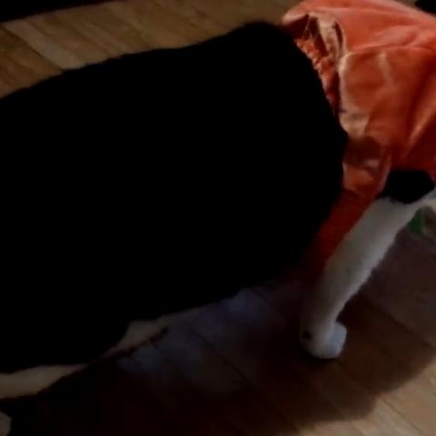 主子躺平指南，XX品牌猫咪沙发床如何让喵星人秒变贵妇？