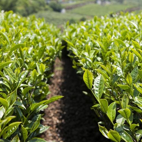 茶叶品牌遮挡的实用技巧，如何在不露商标的情况下推广和防盗