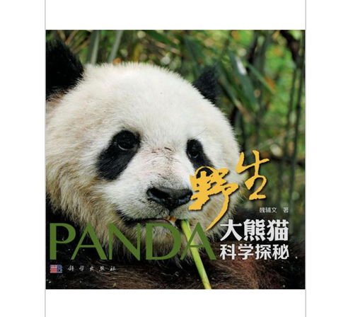 探索熊猫电脑品牌的魅力