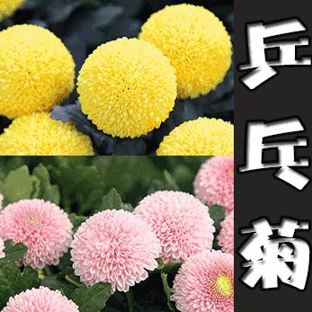 淮安抖音月付套出来攻略