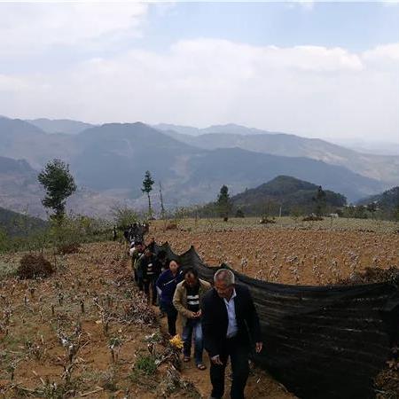 金山茶叶基地的宝藏品牌大揭秘，从传统到创新，喝出中国味