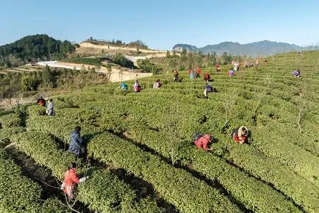 云阳相思茶叶，深山好茶出好味，乡村振兴有叶力