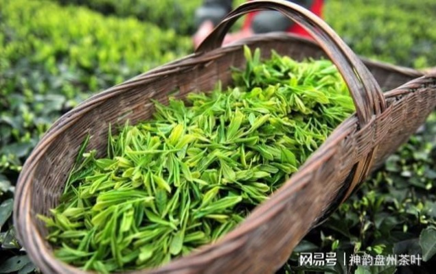 云阳相思茶叶，深山好茶出好味，乡村振兴有叶力