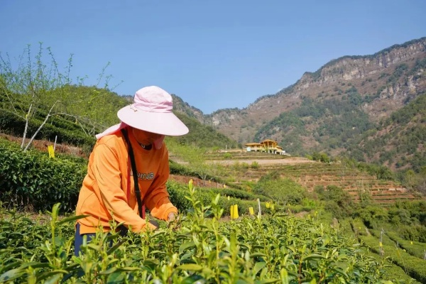云阳相思茶叶，深山好茶出好味，乡村振兴有叶力