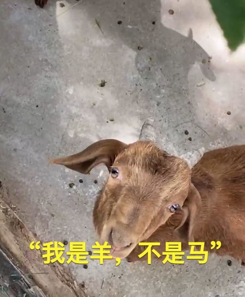 羊小咩便荔卡取现与羊小咩便荔卡的区别详解