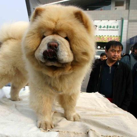 济南宠物加盟店品牌推荐