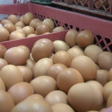 山东鸡蛋加盟店热门品牌推荐
