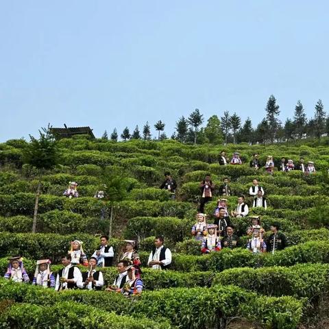 金片子普洱茶，藏在云南深山的金叶子传奇