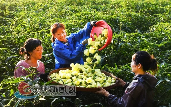 让家乡味道飘出大山，农产品助力乡村振兴的三大实战攻略