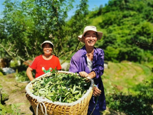 让家乡味道飘出大山，农产品助力乡村振兴的三大实战攻略
