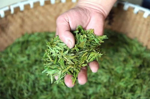 魁龙珠茶叶品牌推荐指南，如何选到正宗好茶？