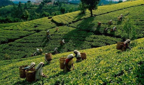 全球茶叶品牌大比拼，2023世界十大茶园品牌揭晓