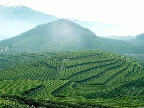全球茶叶品牌大比拼，2023世界十大茶园品牌揭晓