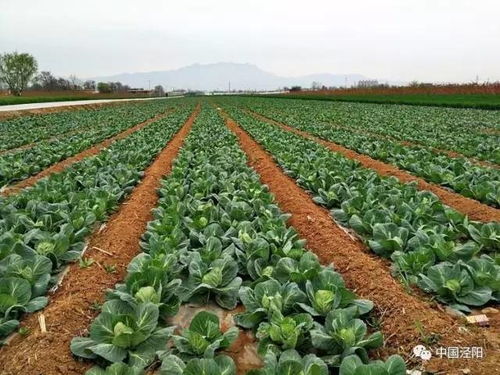 蔬菜广告网站，让新鲜蔬菜走出田间，走进千家万户的实用指南