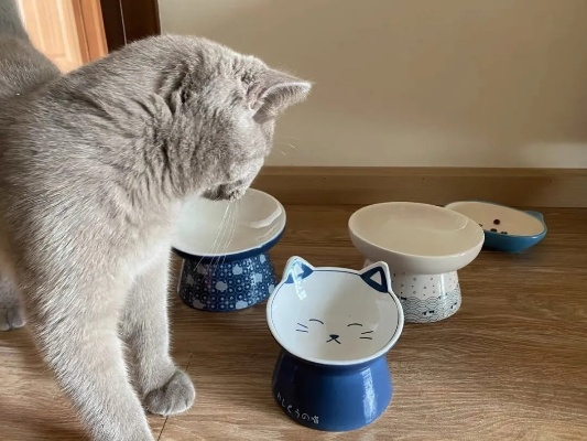 平价陶瓷猫碗选购指南，高颜值不伤胃，这些品牌闭眼入不踩雷！