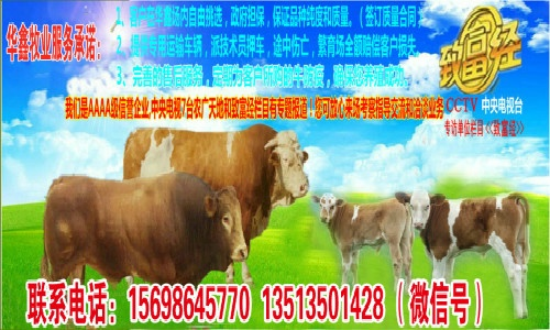 承德养牛加盟店品牌推荐