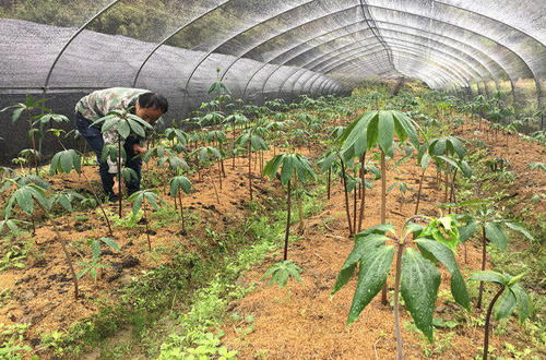 加盟药材种植的品牌推荐