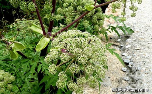 加盟药材种植的品牌推荐