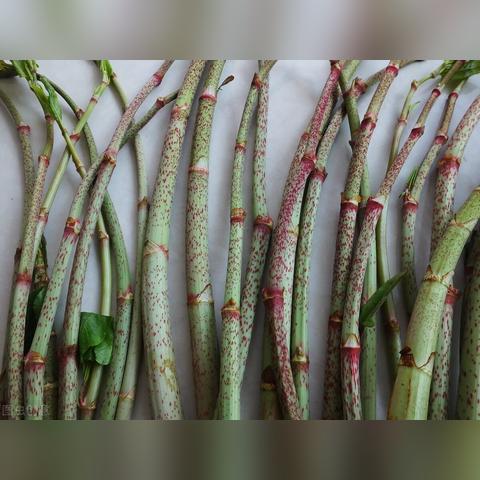 英国猫主子最爱的零食清单，从网红爆款到冷门宝藏，一篇看懂本土品牌