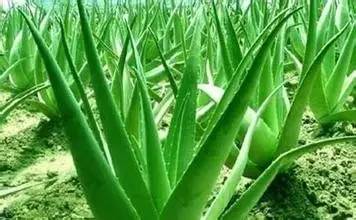 广州芦荟加盟商热门品牌一览