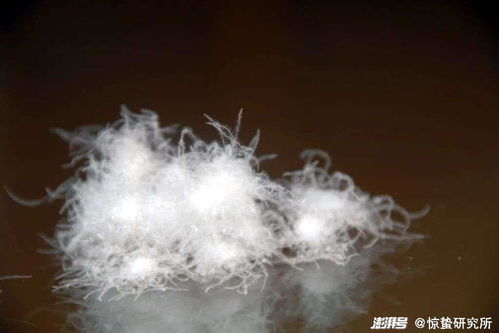 14万一条鸭绒被贵吗？揭秘天价背后的真相