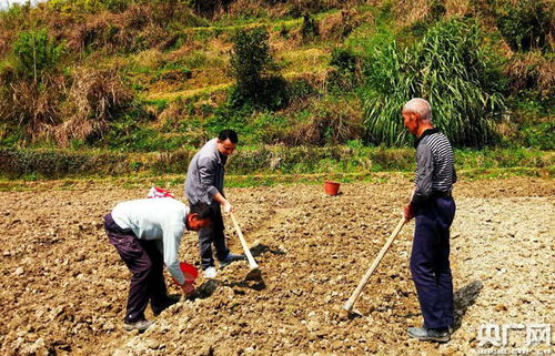 乡村振兴成果大揭秘，从田间地头到幸福生活
