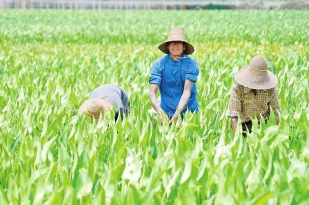 乡村振兴中的农业社会化服务，如何让土地活起来，让农民笑起来