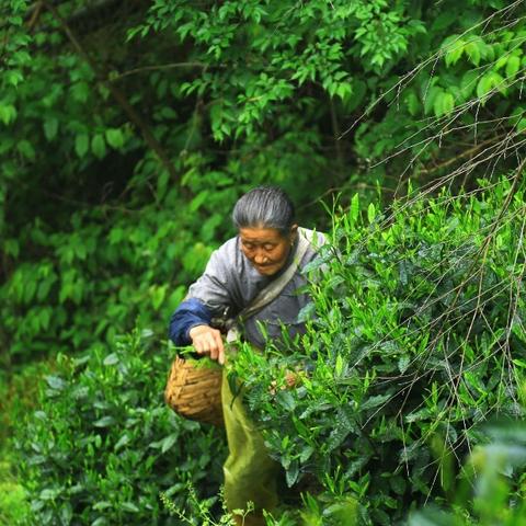 中国十大茶叶品牌排行榜，从传统名茶到新锐品牌，你喝过几个？