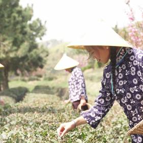 乳山茶叶品牌推荐，喝出健康好滋味，这些品牌最值得买！