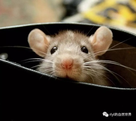 户外品牌与老鼠的不解之缘