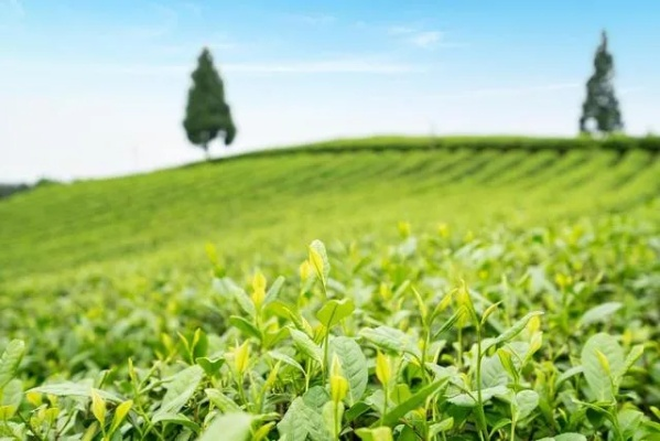 东北茶叶品牌全解析，小众茶香里的黑土地故事