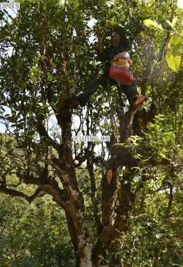 景东茶叶品牌全解析，从传统到创新，你不知道的茶香故事