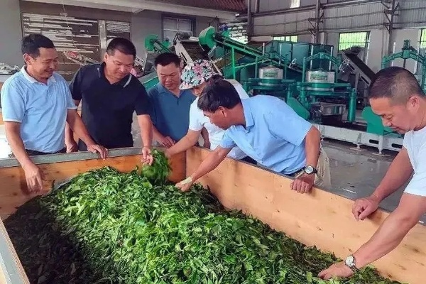 景东茶叶品牌全解析，从传统到创新，你不知道的茶香故事