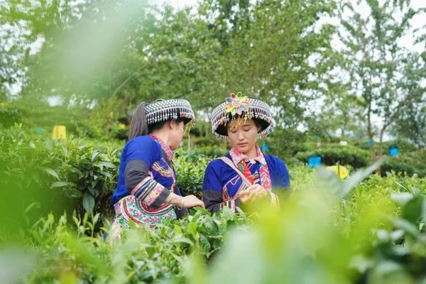 景东茶叶品牌全解析，从传统到创新，你不知道的茶香故事
