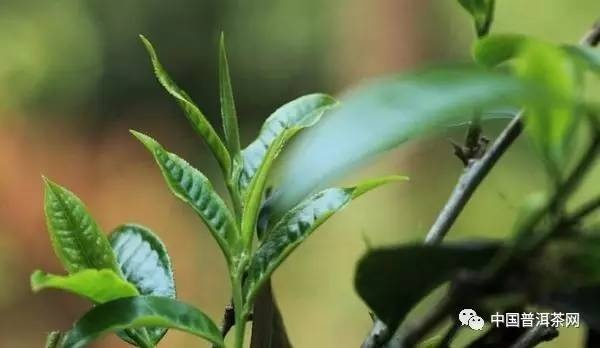景东茶叶品牌全解析，从传统到创新，你不知道的茶香故事