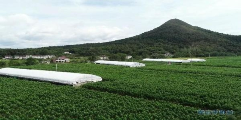 乡村振兴新引擎，乡村集体经济产业发展的破局之道