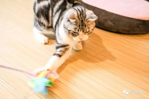猫咪最爱的玩具品牌大揭秘，从逗猫棒到智能玩具，这些品牌让主子们疯狂打滚！