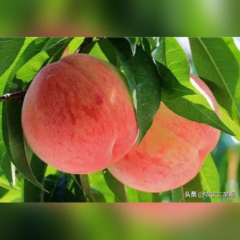 桃多多桃享卡额度无法查询？教你如何安全套现